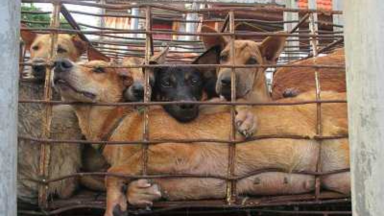 ベトナムが犬肉消費量の世界2位に Asean Portal アセアン ポータル